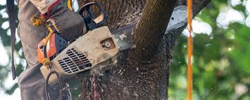 Best Tree Cabling and Bracing  in Dollar Bay, MI