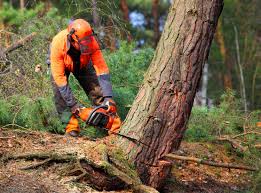 Leaf Removal in Dollar Bay, MI