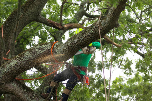 Dollar Bay, MI Tree Services Company