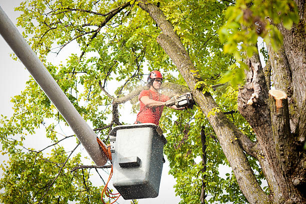 How Our Tree Care Process Works  in  Dollar Bay, MI